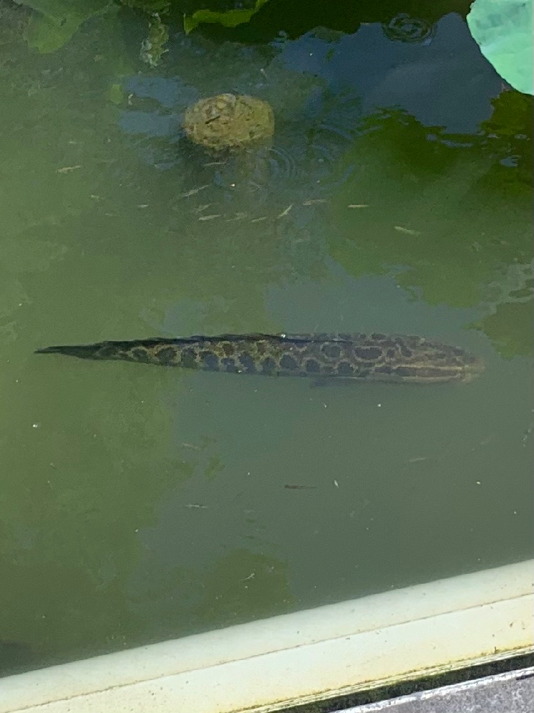 上野公園の不忍池にいた魚の名前を教えてください。近くにいた方は 