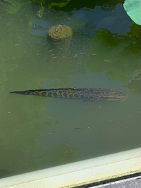 上野公園の不忍池にいた魚の名前を教えてください 近くにいた方は 神様の使 Yahoo 知恵袋
