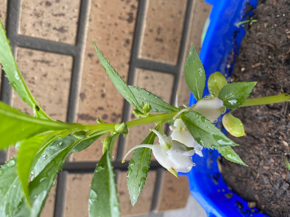 子供が夏休みになり 小学校で育てている植物の鉢を持ち帰って来た Yahoo 知恵袋