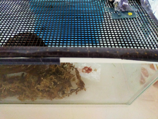 ウーパールーパーの水槽の水温を度以下にできないかと考えてい Yahoo 知恵袋