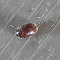 この虫はなんて名前の虫ですか シバンムシだと思うのですが種類が知りたいで Yahoo 知恵袋