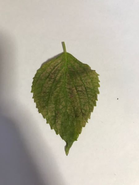 家庭菜園の大葉が変な色になりました 何の病気か調べても判 Yahoo 知恵袋
