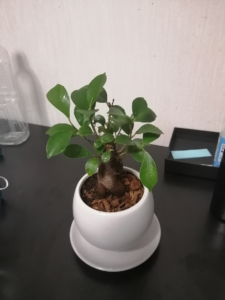 買って届いてから4日目ぐらいですが 昨日ガジュマルの葉が一枚落 Yahoo 知恵袋