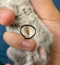 うさぎの爪が曲がる原因について教えて下さい ４歳のネザーランドドワーフを飼って Yahoo 知恵袋