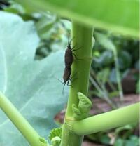 庭のイチジクの木に虫が集って心配です この虫は食害する害 Yahoo 知恵袋