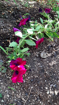 家の庭に 種を撒いたはずのない花が咲いてきたのですが この花は Yahoo 知恵袋