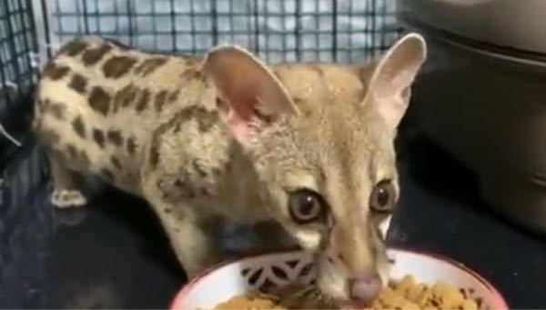 これは何と言う動物ですか 一般人でも買えますか 飼えますか Yahoo 知恵袋