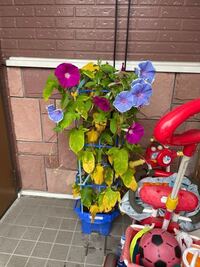 子供の朝顔が大変です 全体的に葉っぱがしなしなになっており 根っこ Yahoo 知恵袋