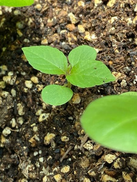 食べたすももの種を植えると芽は出ますか また その後成長はするものでしょうか Yahoo 知恵袋