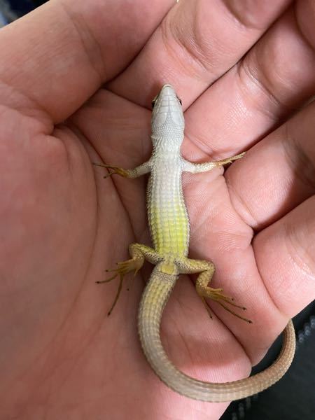 カナヘビの性別について教えていただきたいです 野生個体なので生後何 Yahoo 知恵袋