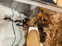 家のシリケンイモリがなかなか大きくなりません もう上陸して 5 Yahoo 知恵袋