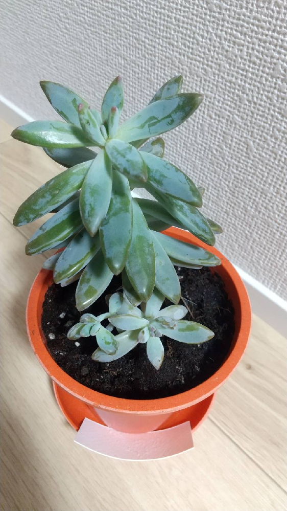 この観葉植物の名前を教えて下さい 貰ったものなのでわかりません Yahoo 知恵袋