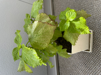 大葉の葉が黄色くなってしまう4月くらいに実家の庭から大葉をもら Yahoo 知恵袋