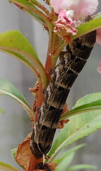 写真の幼虫はなんの幼虫かわかりますか ベニスズメの幼虫です Yahoo 知恵袋