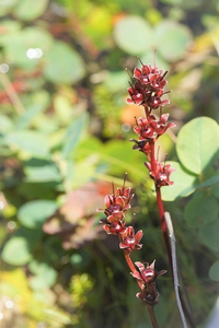 福島の山一切経山の麓の沼地で見かけた植物です 花後の実 名前 Yahoo 知恵袋
