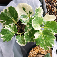 観葉植物の種類画像の植物の名前を教えて下さい 花屋さんで0円で購入し Yahoo 知恵袋