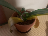 胡蝶蘭の葉っぱ これは菌が入り 殺菌剤を使用しなければならないでしょうか Yahoo 知恵袋