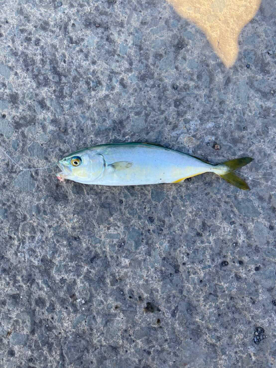 この魚はなんですか？ - ブリの幼魚（ワカシ）だと思います。 - Yahoo 