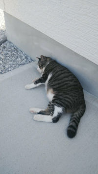 この猫ちゃんは 肥満ですか 肥満とは言いませんが やや太め の体型 Yahoo 知恵袋