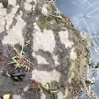 このカエルはなんという種類でしょうか 写真左下 川に沢山いて 川岸の石 Yahoo 知恵袋