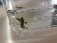 ヤゴについて子供が田んぼからヤゴを連れて帰ってきました トンボになるまで Yahoo 知恵袋