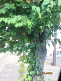 ハート形の葉の街路樹はなんでしょうか。ユーカリではないよう 