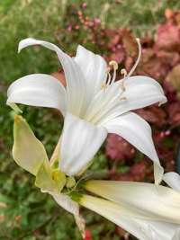 画像の白い花の名前を教えてください よろしくお願いします 萼の様子 Yahoo 知恵袋