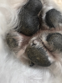 犬の肉球の横に白いデキモノつい最近気付いたのですが 犬の肉球の横に Yahoo 知恵袋