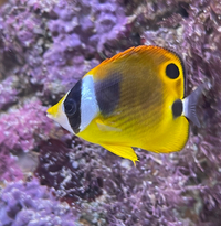 この魚の名前は何でしょうか 磯採取で持ち帰ったチョウチョウウオ Yahoo 知恵袋