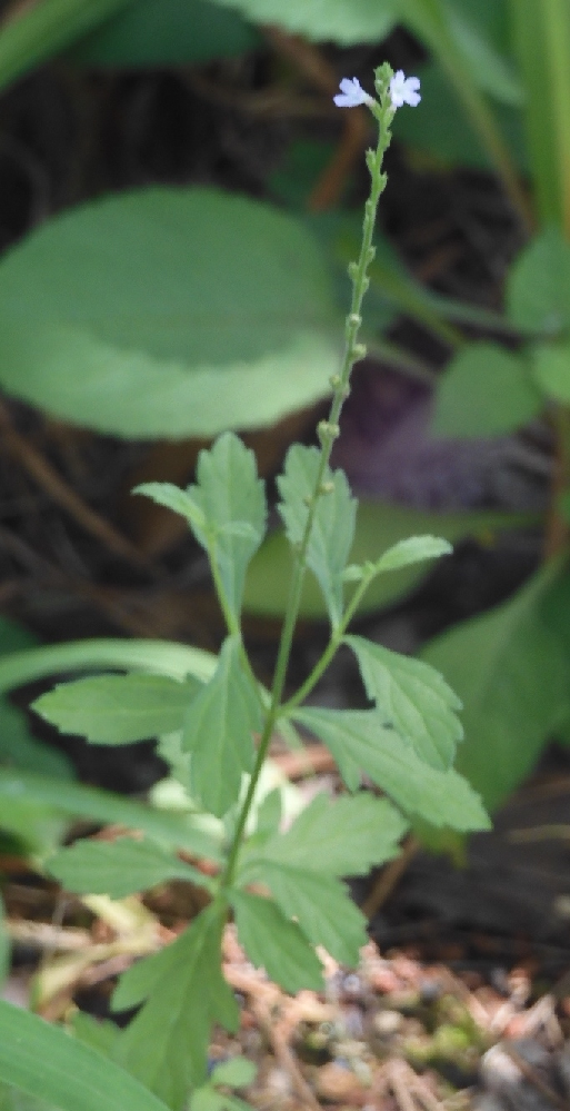 この植物の名前を知りたいです フラワーアレンジメントの中 Yahoo 知恵袋