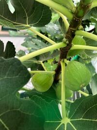 いちじくを植えて4年目葉はよく茂っているのですが実が1個もなっていませ Yahoo 知恵袋