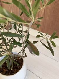 オリーブの木の葉っぱが丸まっていたり葉の中間あたりが焦げたように茶色くな Yahoo 知恵袋