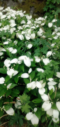 絵の具のまぜた水で白い花を染めることはできますか 急ぎなのでよ Yahoo 知恵袋