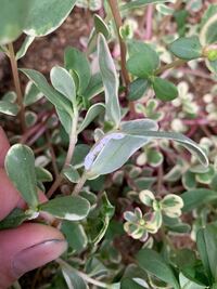 家の植木 ポーチュラカ にいっぱい付いてたダンゴムシの様な小さい白い虫 Yahoo 知恵袋