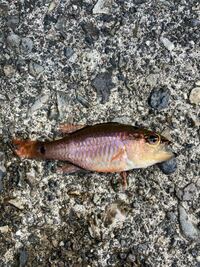 この魚の名前を教えてください。 三重県尾鷲市の漁港にいました。