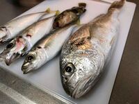 一番下の子わかりますか 福井の堤防から釣れました ジグに食ってきま Yahoo 知恵袋