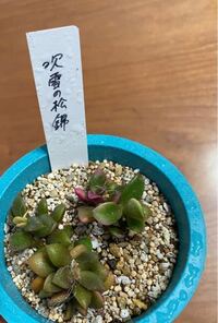多肉植物の桜吹雪が 最近 横に垂れ下がってきて ふにゃっとなってきている Yahoo 知恵袋