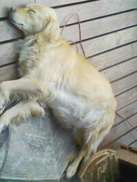 犬のお腹が膨らんで困っています数ヶ月前から犬の腹が膨らんでいて何日 Yahoo 知恵袋