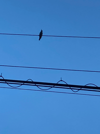 この鳥の名前はなんでしょうか いつも家でいると夕方帰ってくるのか鳴き声が Yahoo 知恵袋