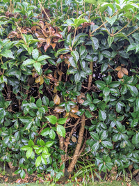 庭木のヒイラギが枯れ始めました 原因と対処策をお教え願います 樹形は文鎮つく Yahoo 知恵袋