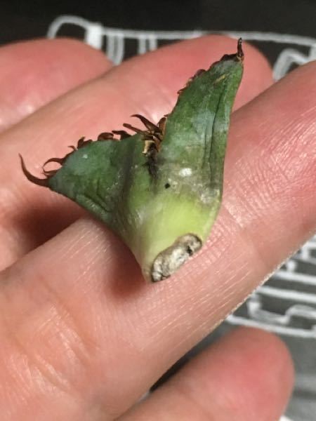 アガベのカキコの発根ですが、1ヶ月経過しても発根しません。ルートン