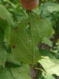庭に植えている南高梅ですが 葉が全体的に薄い緑色になっています 今年も実 Yahoo 知恵袋