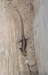 これは何と言う種類のトカゲでしょうか ニホントカゲの成体です Yahoo 知恵袋