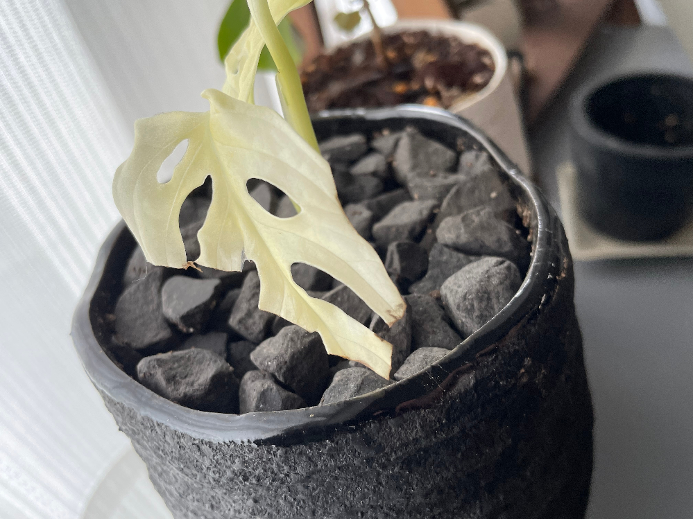 胡蝶蘭の葉焼してしまった後の対策を教えて下さい 夏の直射日光 Yahoo 知恵袋