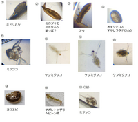 自由研究で微生物の事を調べている小学6年生です 近所の池や田んぼで見つけ Yahoo 知恵袋
