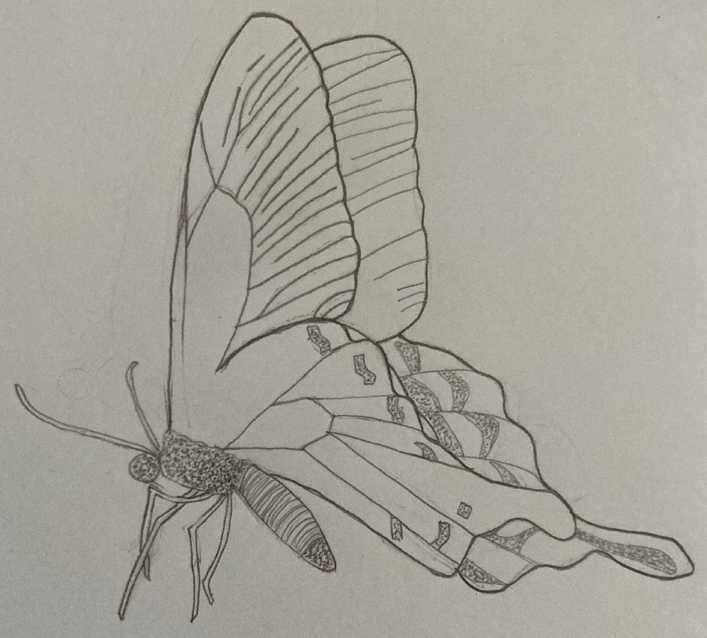 理科の課題のスケッチで蝶を描きました 直した方がいいところはありますか Yahoo 知恵袋