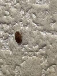 これはゴキブリの赤ちゃんですか ゴキブリ幼虫では有りません 他の方 Yahoo 知恵袋