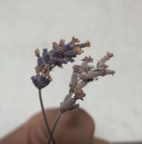 ラベンダーのポプリについてです 同じ花を同じ条件で干して Yahoo 知恵袋