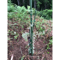 ミモザの樹を庭に植えたいのですが 巨木になると聞きました 鉢植えで育てた方が無 Yahoo 知恵袋