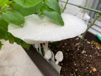 プランターの土にキノコ ベランダ菜園をしています プランターの土に シメ Yahoo 知恵袋